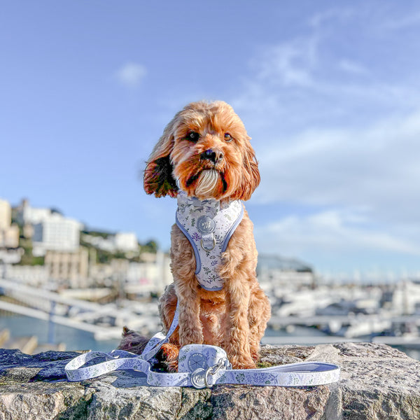 Dog Bow Tie: Chiswick Thistle