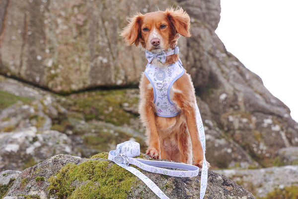 Adjustable Dog Harness: Chiswick Thistle