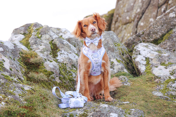 Dog Bow Tie: Chiswick Thistle