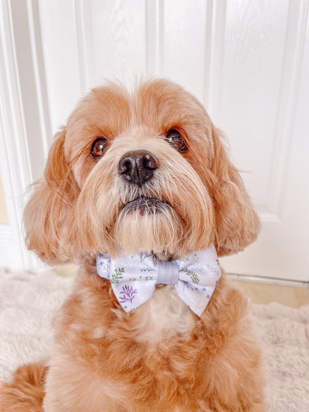 Dog Bow Tie: Chiswick Thistle