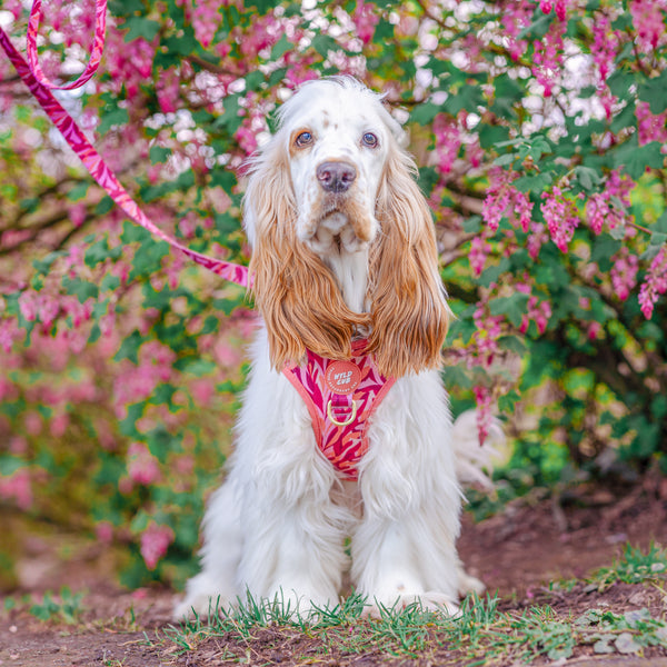 Adjustable Dog Harness: Kew Honeysuckle