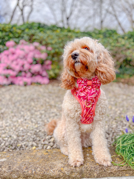 Dog Sailor Bow Tie: Kew Honeysuckle