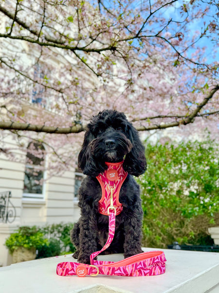 Adjustable Dog Harness: Kew Honeysuckle