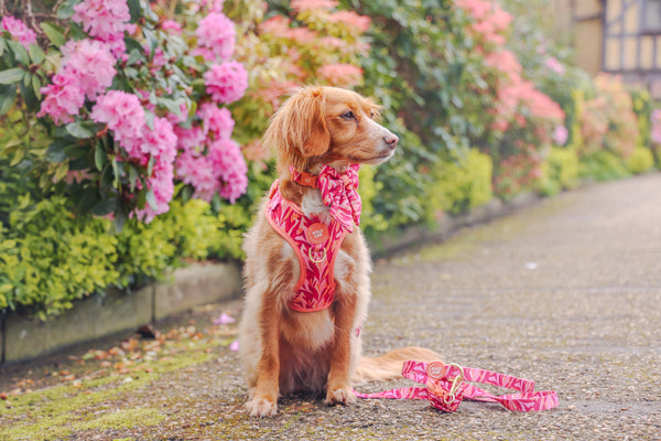 Adjustable Dog Harness: Kew Honeysuckle