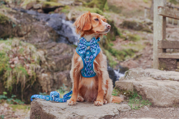 Adjustable Dog Harness: Kew Agave