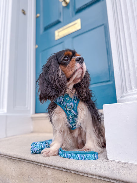 Adjustable Dog Harness: Kew Agave