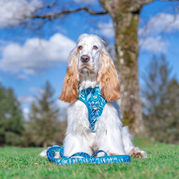 Adjustable Dog Harness: Kew Agave