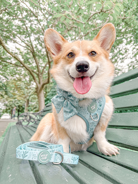 Dog Sailor Bow Tie: Chiswick Pistachio