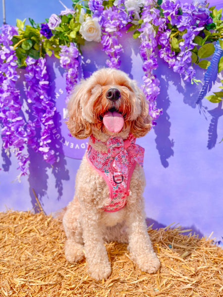 Adjustable Dog Harness: Notting Hill Rosé