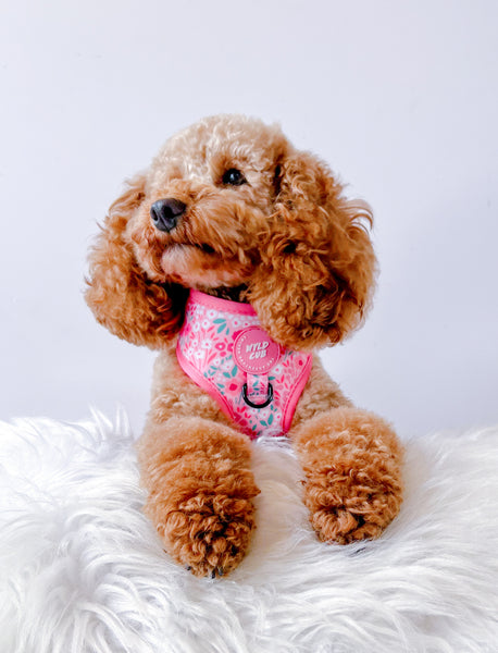 Adjustable Dog Harness: Notting Hill Rosé