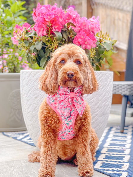 Dog Sailor Bow Tie: Notting Hill Rosé