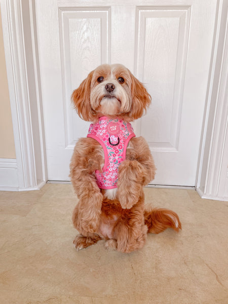 Adjustable Dog Harness: Notting Hill Rosé