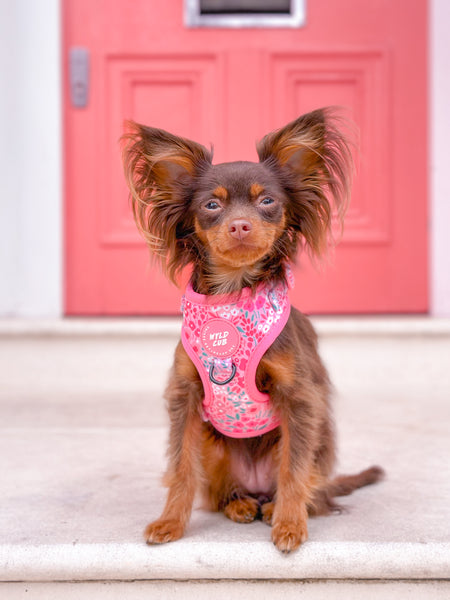 Adjustable Dog Harness: Notting Hill Rosé