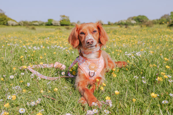 Adjustable Dog Collar: Notting Hill Buttercup