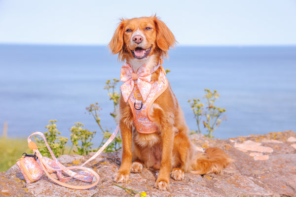 Adjustable Dog Collar: Notting Hill Buttercup