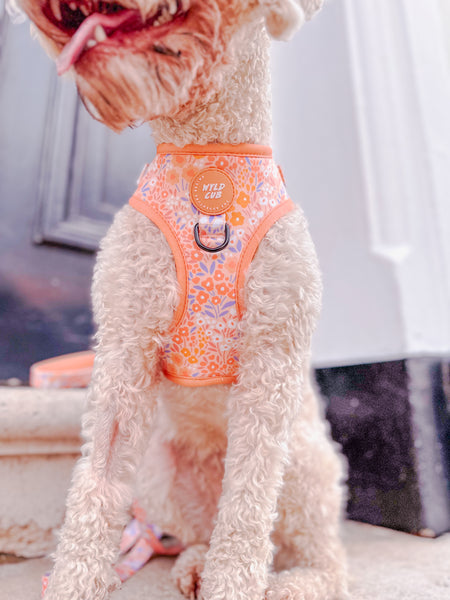 Adjustable Dog Harness: Notting Hill Buttercup