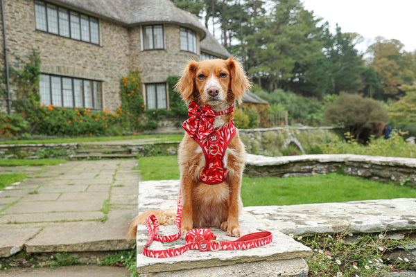 Dog Poop Bag Holder: Kew Acer