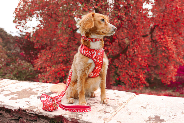 Dog Poop Bag Holder: Kew Acer