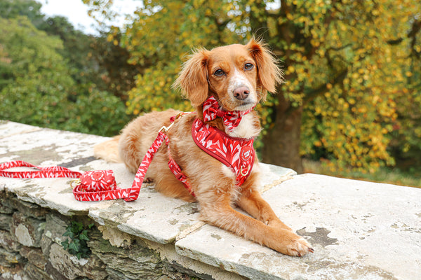 Dog Lead: Kew Acer