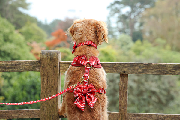Dog Sailor Bow Tie: Kew Acer