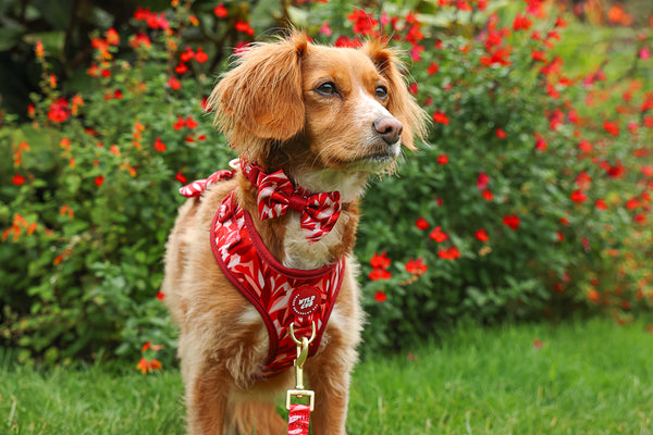 Dog Lead: Kew Acer