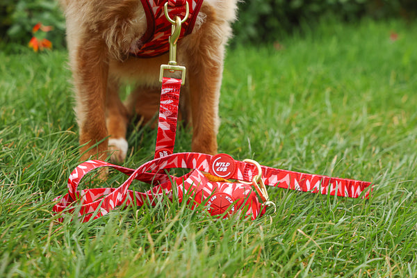 Dog Poop Bag Holder: Kew Acer