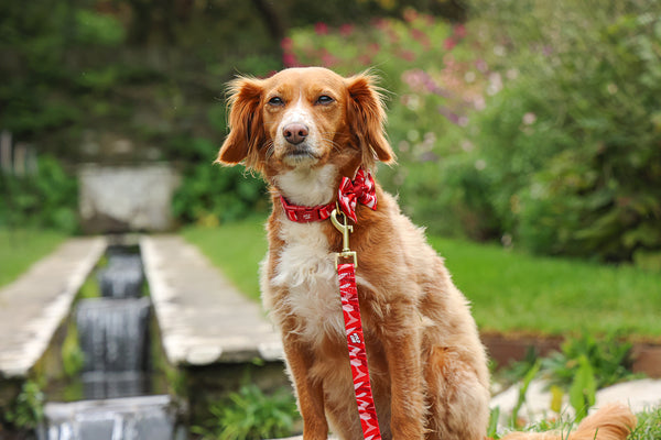 Dog Poop Bag Holder: Kew Acer