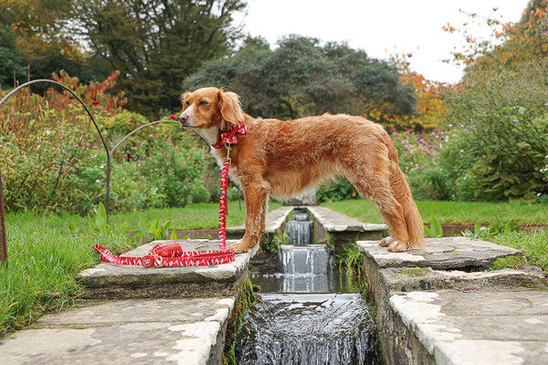 Dog Poop Bag Holder: Kew Acer