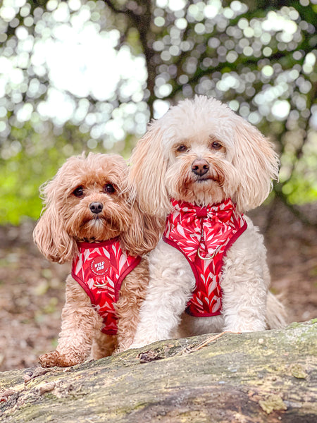 Adjustable Dog Harness: Kew Acer