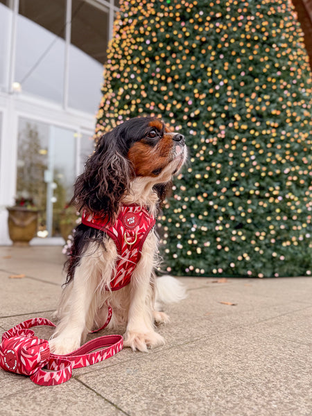 Dog Lead: Kew Acer