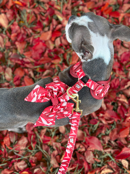 Adjustable Dog Harness: Kew Acer