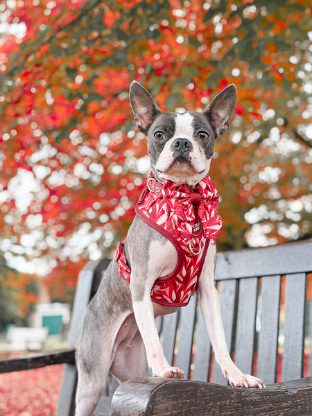 Adjustable Dog Harness: Kew Acer