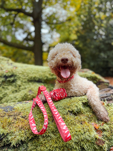 Dog Poop Bag Holder: Kew Acer