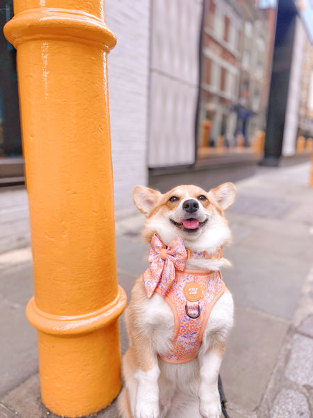 Adjustable Dog Collar: Notting Hill Buttercup
