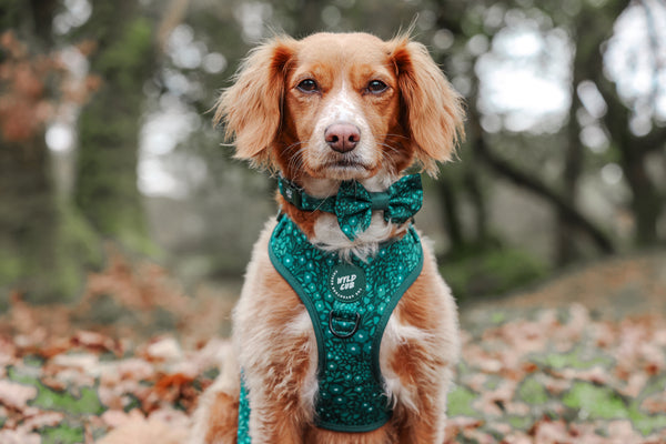 Dog Bow Tie: Notting Hill Gooseberry
