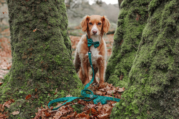 Dog Bow Tie: Notting Hill Gooseberry