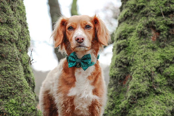 Dog Bow Tie: Notting Hill Gooseberry