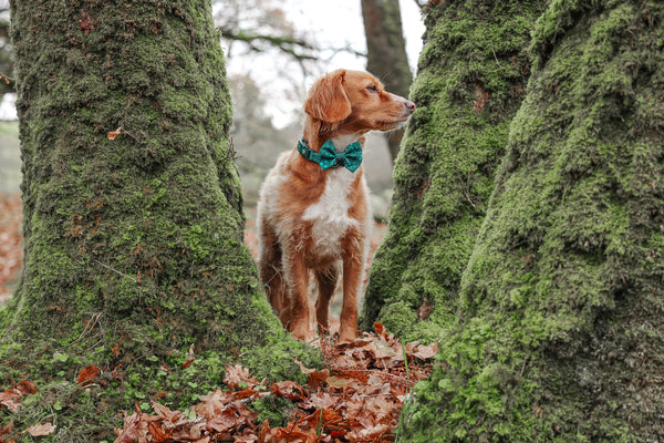 Dog Bow Tie: Notting Hill Gooseberry