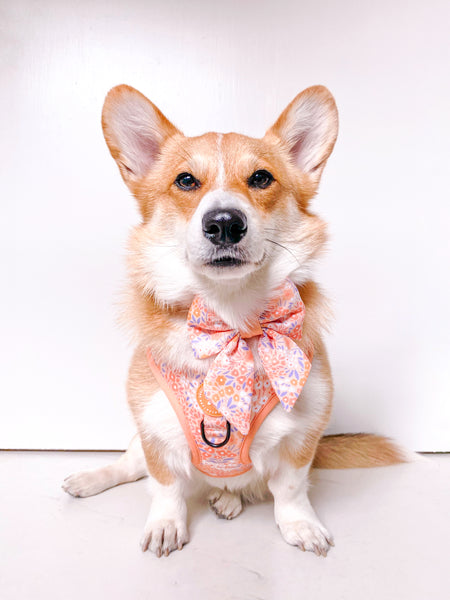 Dog Sailor Bow Tie: Notting Hill Buttercup