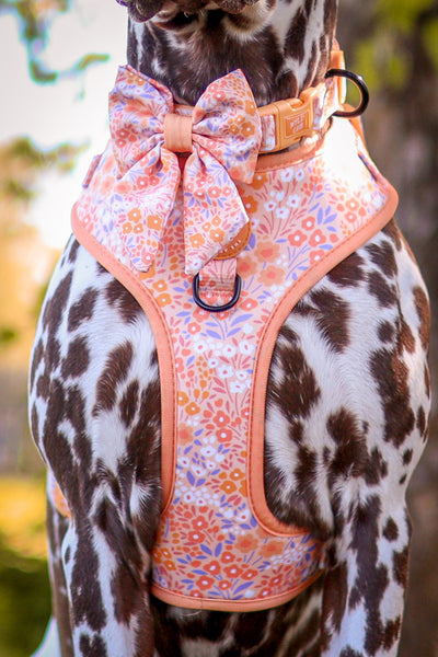 Adjustable Dog Harness: Notting Hill Buttercup