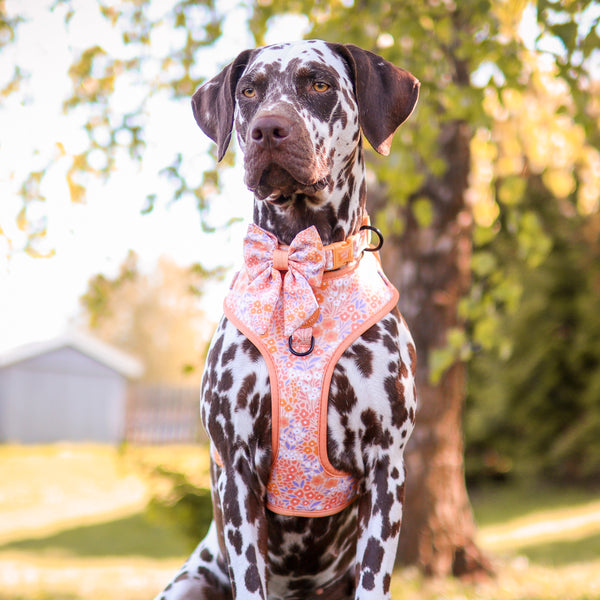 Dog Sailor Bow Tie: Notting Hill Buttercup