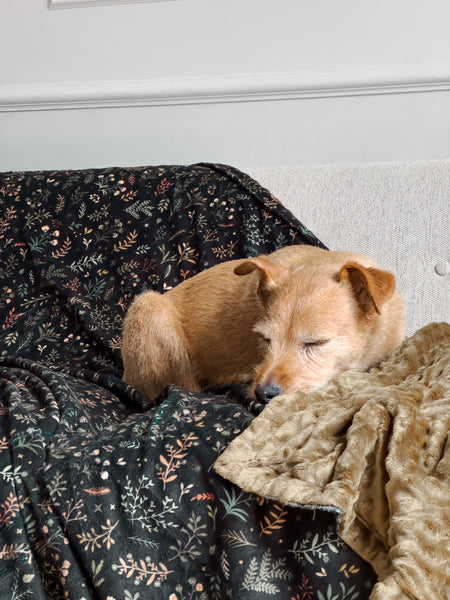 Blanket: Chiswick Ravenwood
