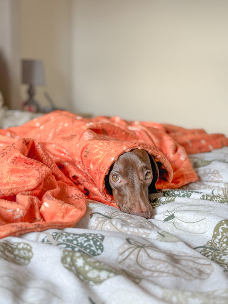 Blanket: Chiswick Ginger