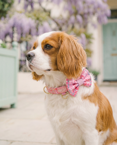 Adjustable Dog Collar: Belgravia Bonbon