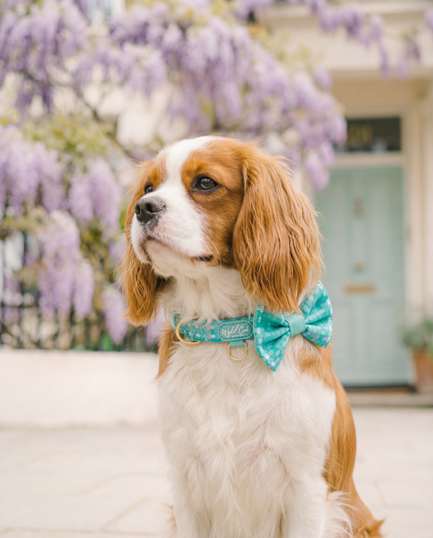 Adjustable Dog Collar: Belgravia Sweetpea