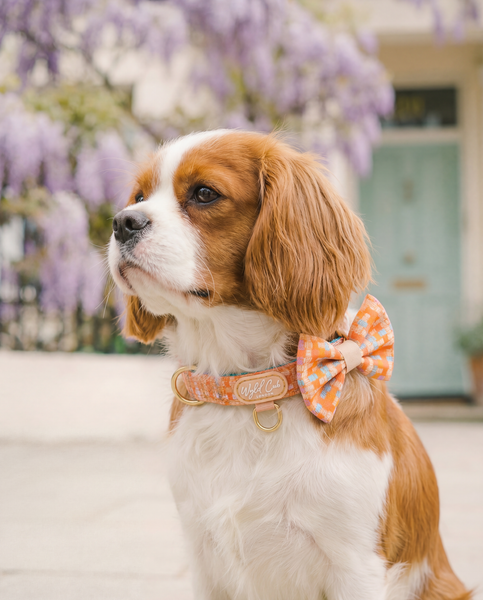 Dog Dickie Bow: Belgravia Sorbet