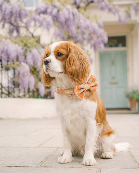 Dog Dickie Bow: Belgravia Sorbet