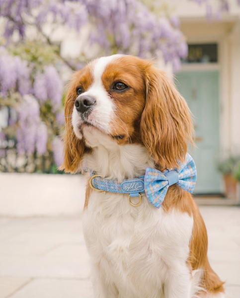 Adjustable Dog Collar: Belgravia Macaron
