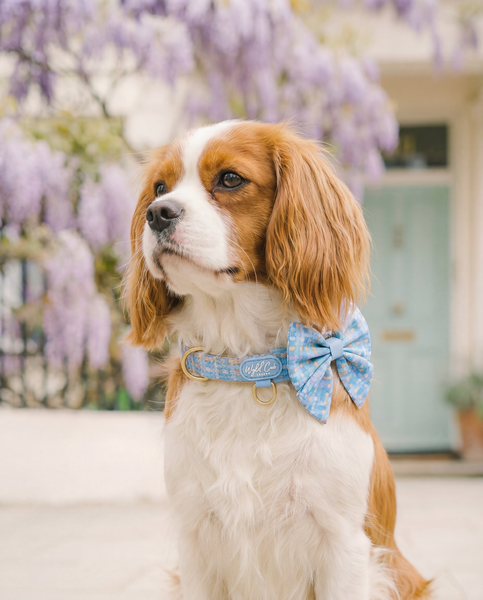 Adjustable Dog Collar: Belgravia Macaron