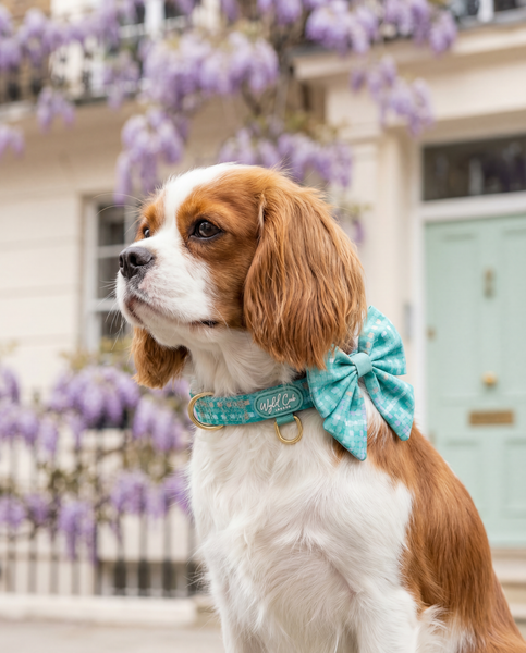 Adjustable Dog Collar: Belgravia Sweetpea